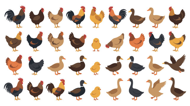Poultry farming vectors featuring roosters chickens ducks and geese.