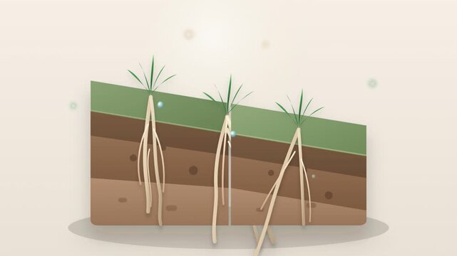 Animated Cross Section of Soil Layers Showing Plant Roots and Groundwater Movement