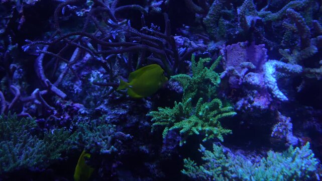 ゆっくりと水中を泳ぐ熱帯魚と美しい水槽 水族館の癒しのイメージ