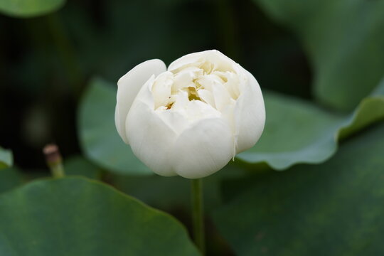 An aquatic plant with pristine white petals, broad round leaves, and yellow stamens, blooming above calm fresh water.