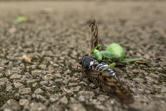 predation by a mantis