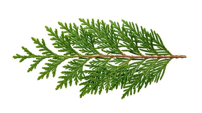 Thuja branch green foliage isolated on white