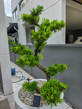 Podocarpus polystachyus is a medium-sized evergreen tree, planted as an ornamental tree in potted gardens and along fences.