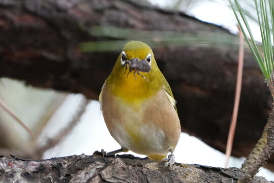 Japanese White-eye holding an insect while looking at the camera
