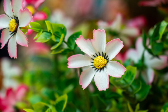 White artificial cosmos flowers with pink edges in close up view.