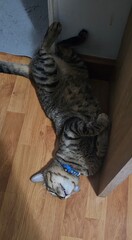 cat and mouse. My cat.😺 © somporn