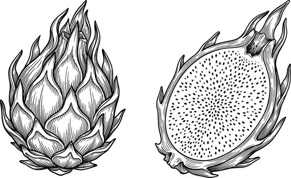 Vintage engraving style dragon fruit illustration featuring a whole pitaya beside a detailed cross section slice