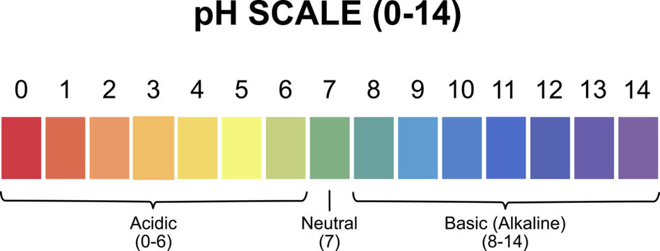 pH scale 0 to 14 chart diagram. Educational science indicator chart showing acidic, neutral, and basic alkaline values with color spectrum for chemistry textbook and infographics.