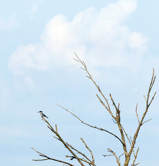 Obraz premium Male Belted Kingfisher Perched on Bare Tree Against Cloudy Sky