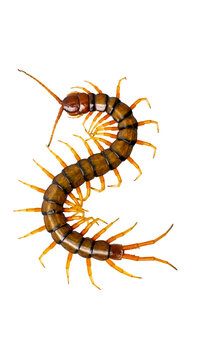 Giant centipede isolated on transparent background top view macro shot PNG