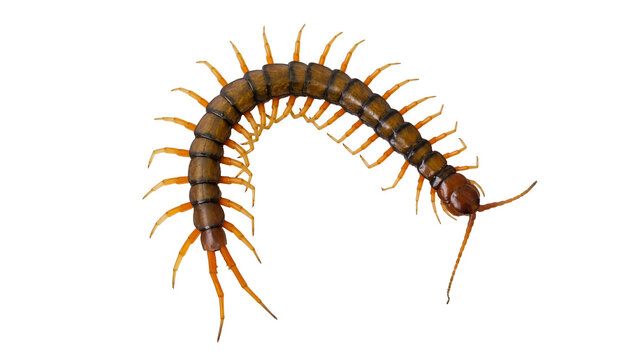 Giant centipede isolated on transparent background top view macro shot PNG