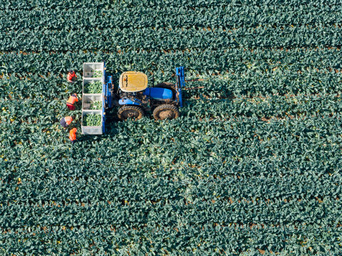 Aerial view of a tractor and workers in green market garden