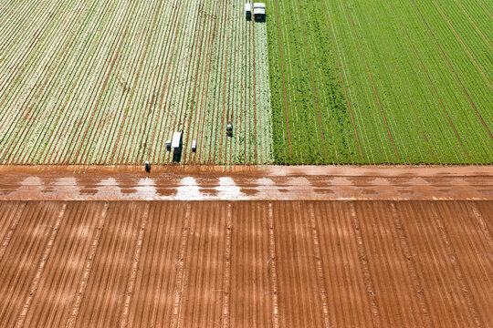Aerial view of green vegetable crops and rich soil in a market garden