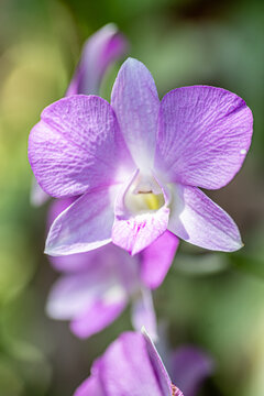 Purple and white Orchids with Macro lens