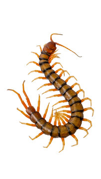 Giant centipede isolated on transparent background top view macro shot PNG