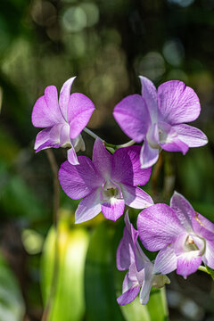 Purple and white Orchids
