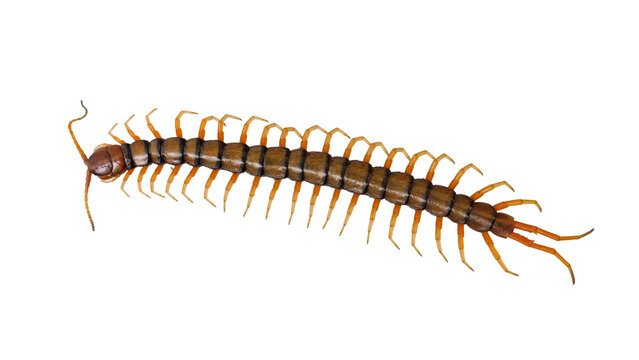 Giant centipede isolated on transparent background top view macro shot PNG