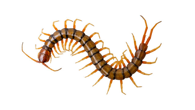 Giant centipede isolated on transparent background top view macro shot PNG