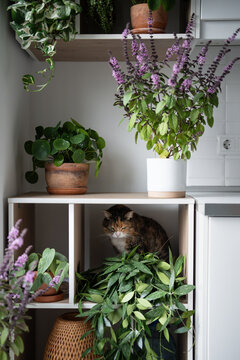 Calico cat rests inside open shelf surrounded by flowering Thai basil, pilea and hoya plants, creating cozy domestic portrait among abundant indoor greenery at home. Culture of indulgence towards pets