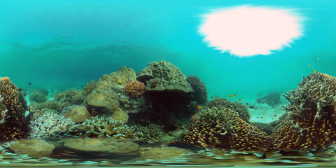 Underwater sea fish. Tropical fishes and coral reef underwater. Philippines. Virtual Reality 360. © Alex Traveler