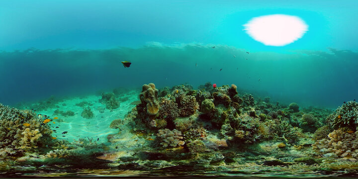 Underwater scene coral reef. Hard and soft corals, underwater landscape. Travel vacation concept. Philippines. Virtual Reality 360.
