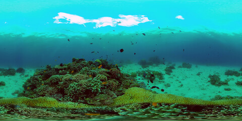 Coral reef underwater with fishes and marine life. Coral reef and tropical fish. Philippines. Virtual Reality 360. © Alex Traveler