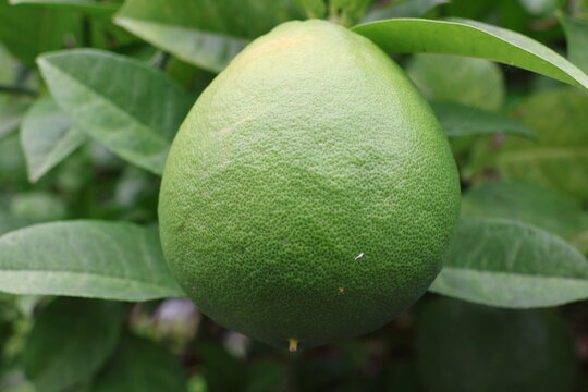 Unripe pomelo