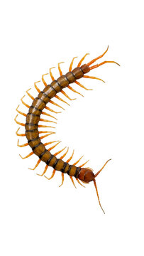 Giant centipede isolated on transparent background top view macro shot PNG