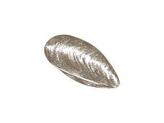 Hand Drawn Mussel Illustration, Vintage Engraving Style © yoko