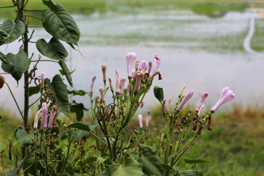 Delicate pink morning glory flowers bloom near a tranquil water body