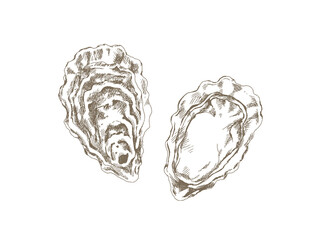 Hand Drawn Oyster Illustration, Vintage Engraving Style © yoko