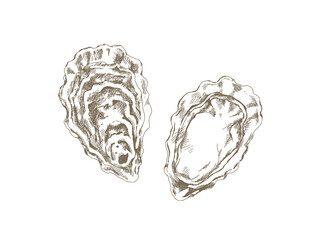 Hand Drawn Oyster Illustration, Vintage Engraving Style © yoko