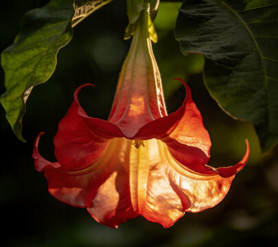 Red Indian Pipe Flower in Natural Habitat