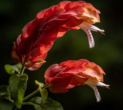 Beautiful Red Indian Pipe Wildflower