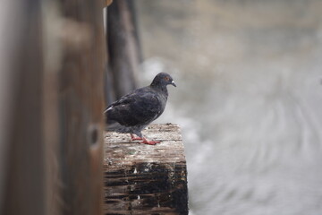 Fototapeta premium Oceanside Birds