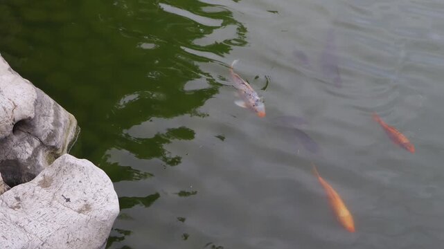 Carp are swimming in the calm lake.잔잔한 호수에 잉어들이 헤엄을치고 있습니다.