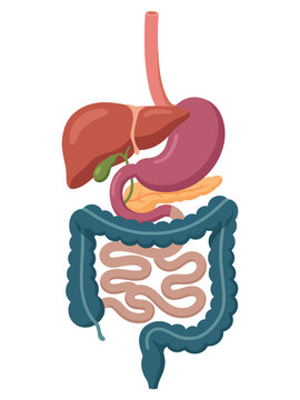 Internal organs of the human digestive system illustration including stomach liver and intestines with medical illustration gastrointestinal tract human body part white background intestines