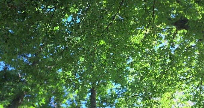 green tree branches