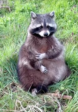 A charming raccoon sitting calmly in nature.