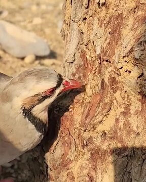 bird on a tree and eating insects