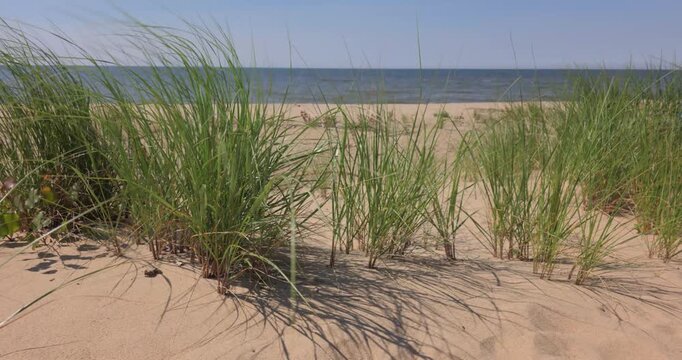 sand dunes and grass