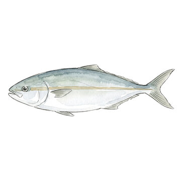 Japanese Amberjack Fish in Side Profile, Pale Watercolor Sketch