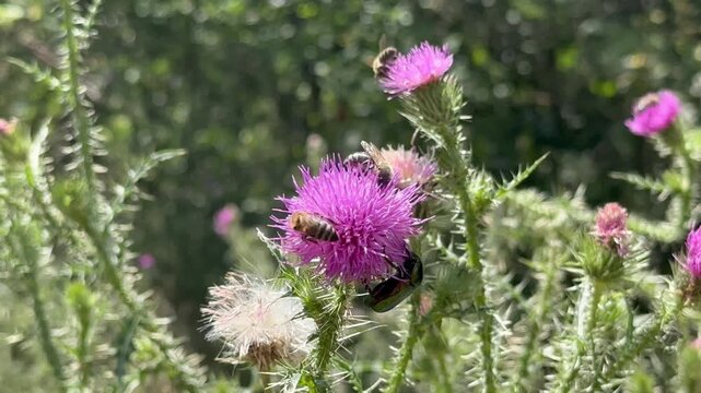 -4K resolution video 3840x2160
-The Bee and A bug on a thistle at the summer time sunny day