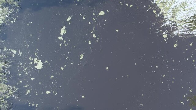 Aerial ascent over a stormwater wetland revealing initial eutrophication, early algae bloom, and nutrient enrichment signs