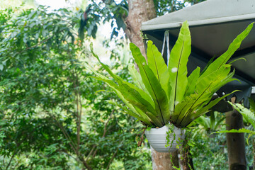 Bright green fern hangs from a white pot. Lush garden background adds natural depth. Fern displays vibrant, broad leaves. Soft daylight highlights leaf texture © Rizky Rahmat Hidayat