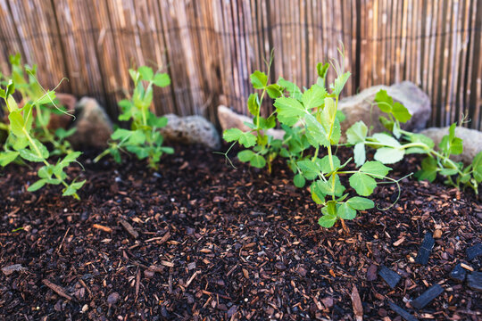 snow pea seedlings growing in small vegge patch, home gardening, and growing your own food