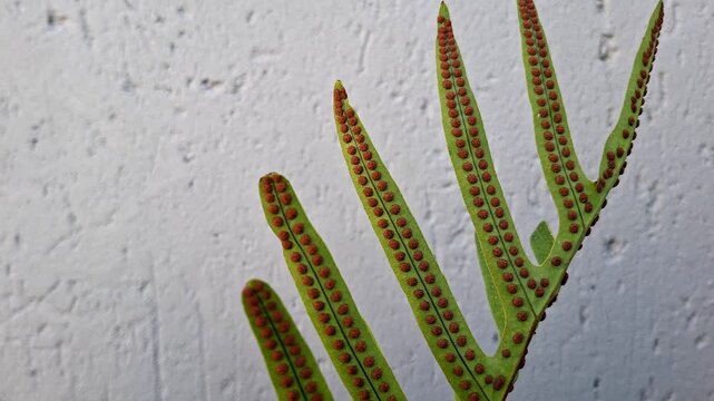 Large green fern leaf with circular, symmetrical spores against a garden wall