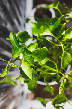 capsicum plant in pot inside greenhouse, home gardening and growing your own food