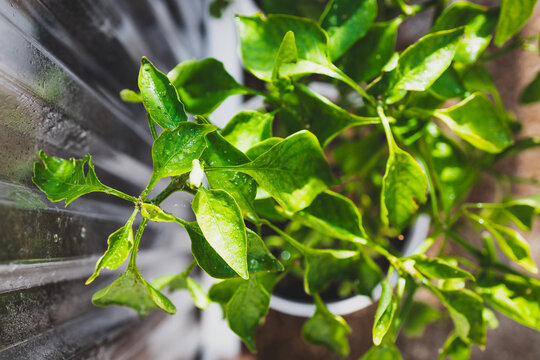 capsicum plant in pot inside greenhouse, home gardening and growing your own food