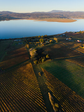 Aerial view over the vineyard clad hills adjacent to the River Tamar